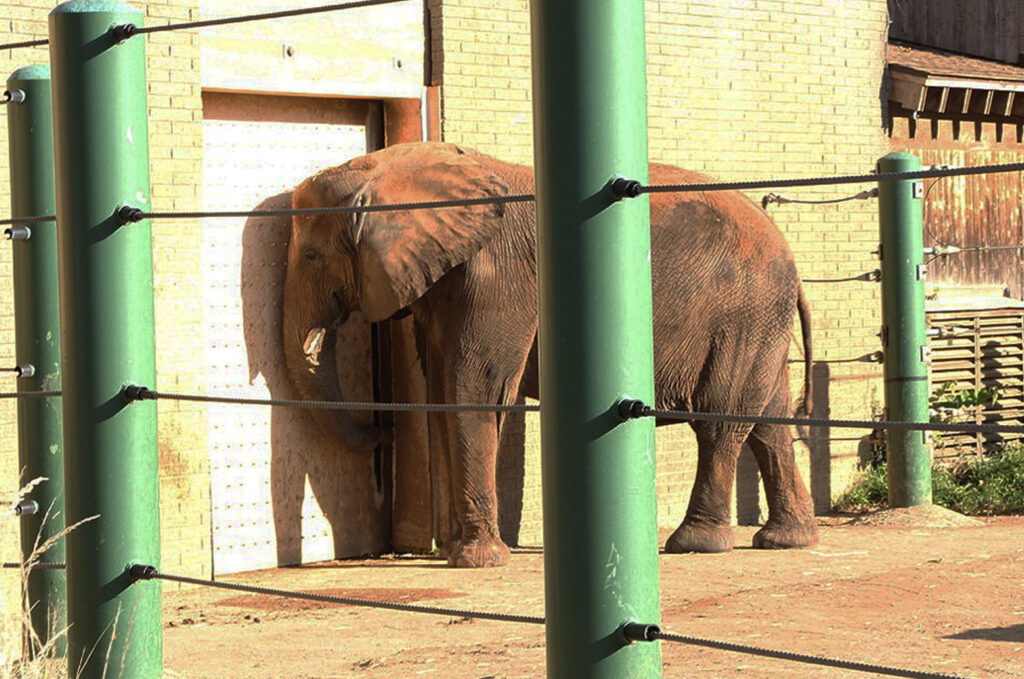 Captive elephant in zoo